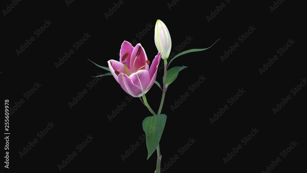 Time-lapse of opening lovely pink lily 11b4 in 4K PNG+ format with ALPHA transparency channel isolated on black background Time-lapse of opening lovely pink lily 11b4 in 4K PNG+ format with ALPHA transparency channel isolated on black background