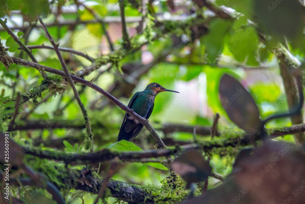 Green-Crowned Brilliant Hummingbird (Heliodoxa jacula) Green-Crowned Brilliant Hummingbird (Heliodoxa jacula)