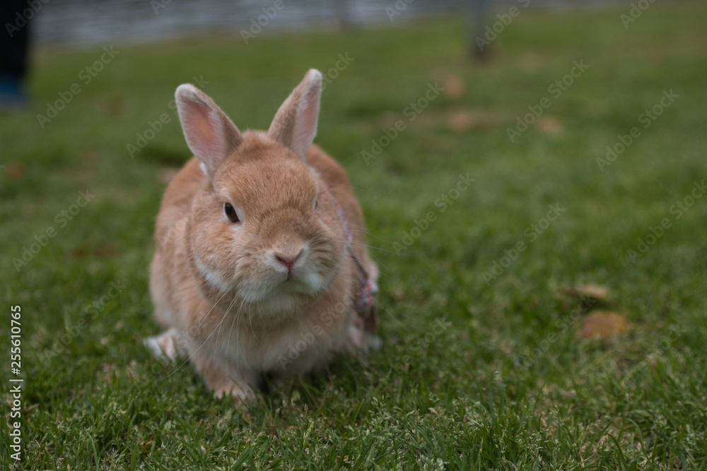 Cute brown rabbit walk on grass field. Cute brown rabbit walk on grass field.