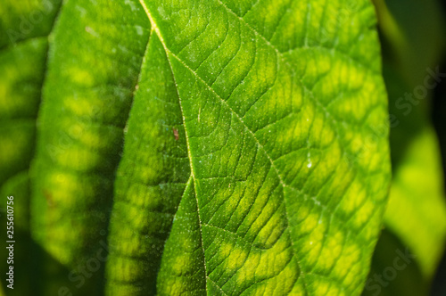 Green kiwi leaves on the vine, close up