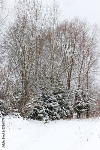 winter forest trees in snow © Oksana Majorova