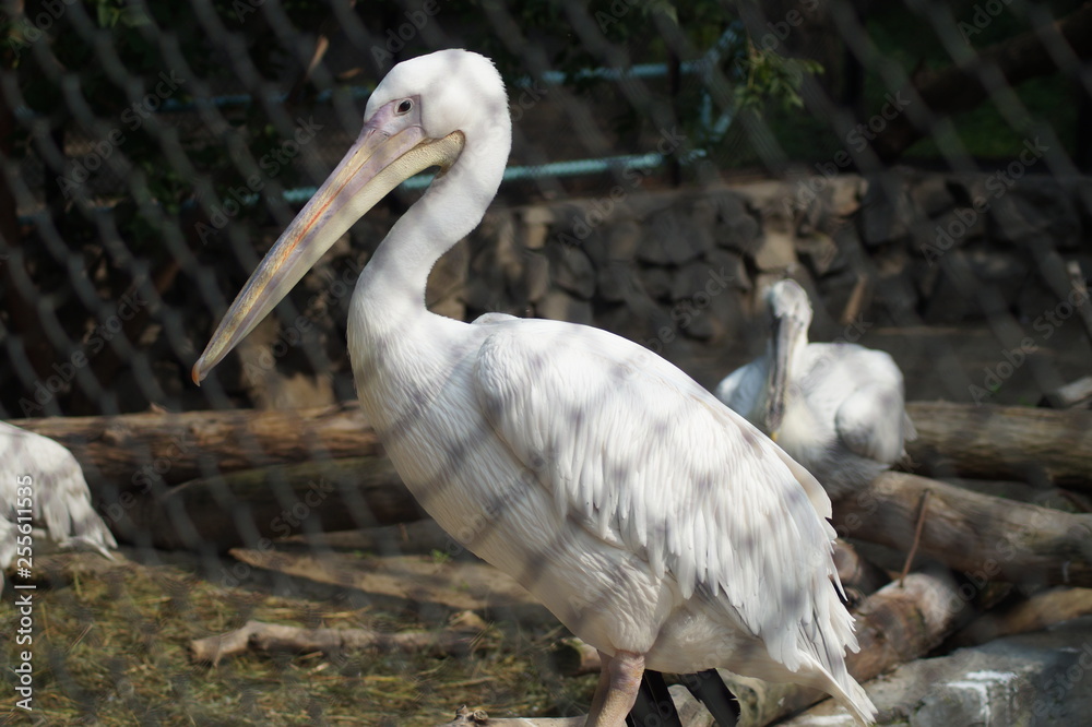 Fototapeta premium bird