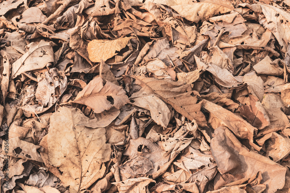 Dry autumn leaves in the forest, Dried leaves stacked on the ground. Dry autumn leaves in the forest, Dried leaves stacked on the ground.