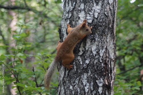 squirrel © Андрей Катков