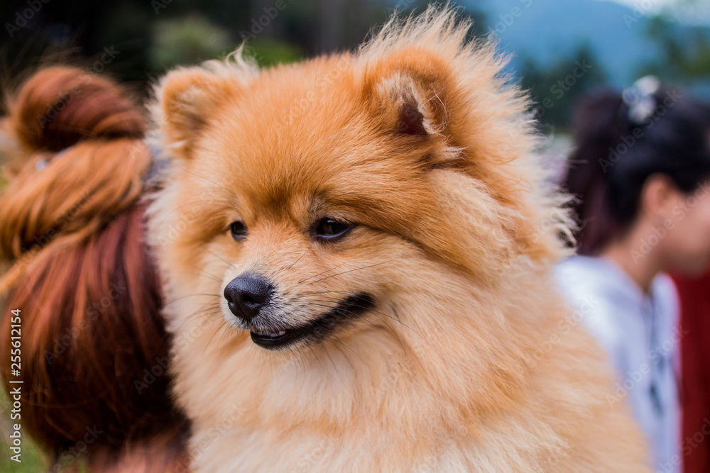 Cute dog(Pomeranian) shows sad feeling.