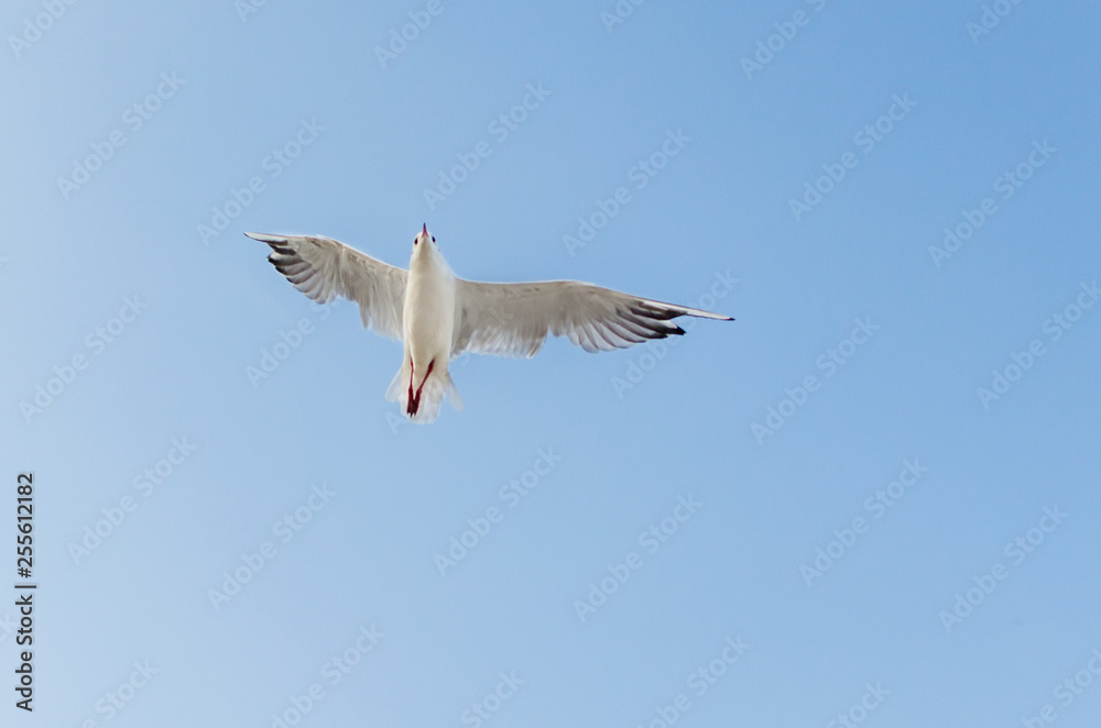 Obraz premium Seagull flying in the blue sky over the sea.
