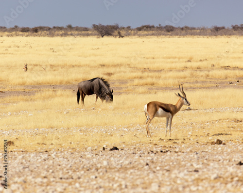 buffalo at Etosha in Namibia savannah