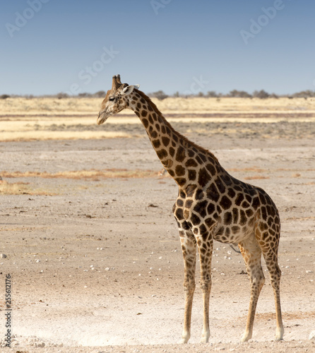 Lonely giraffe in Namibian savanna