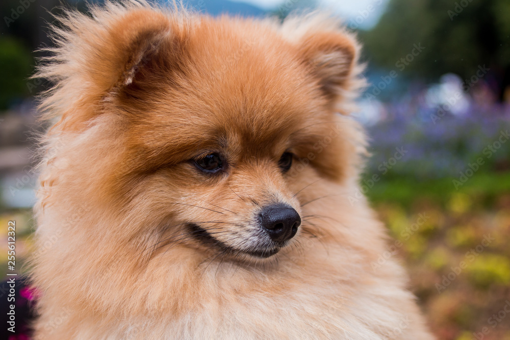 Cute dog(Pomeranian) shows sad feeling.