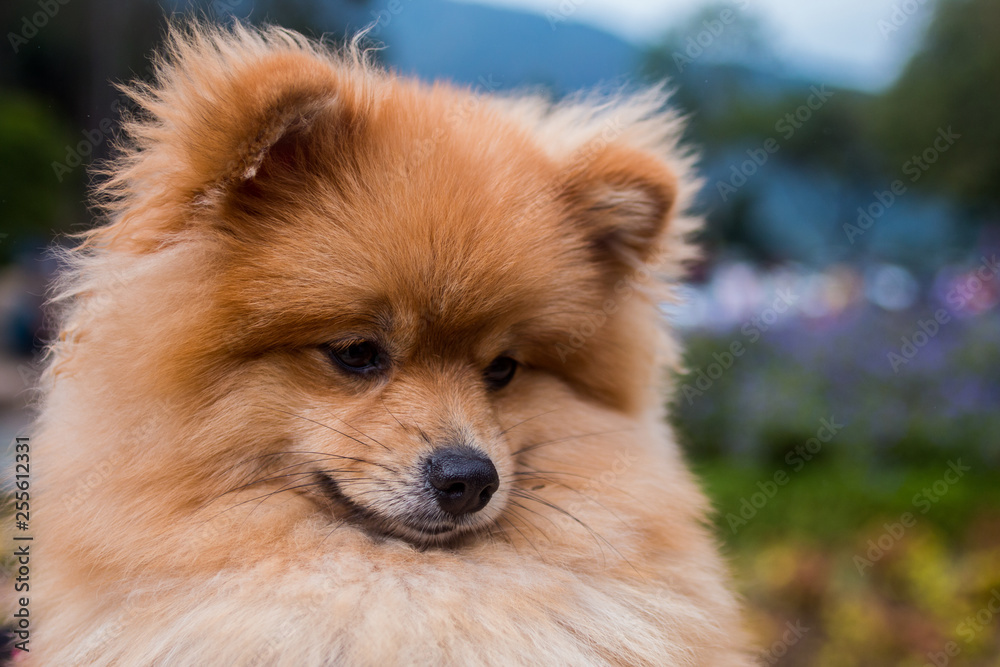 Cute dog(Pomeranian) shows sad feeling. Cute dog(Pomeranian) shows sad feeling.