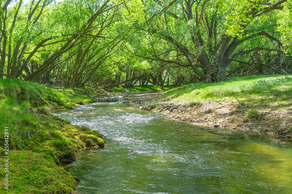 Obraz premium Stream flowing through land between arching willow trees