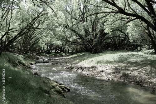 Stream flowing through land between arching willow trees