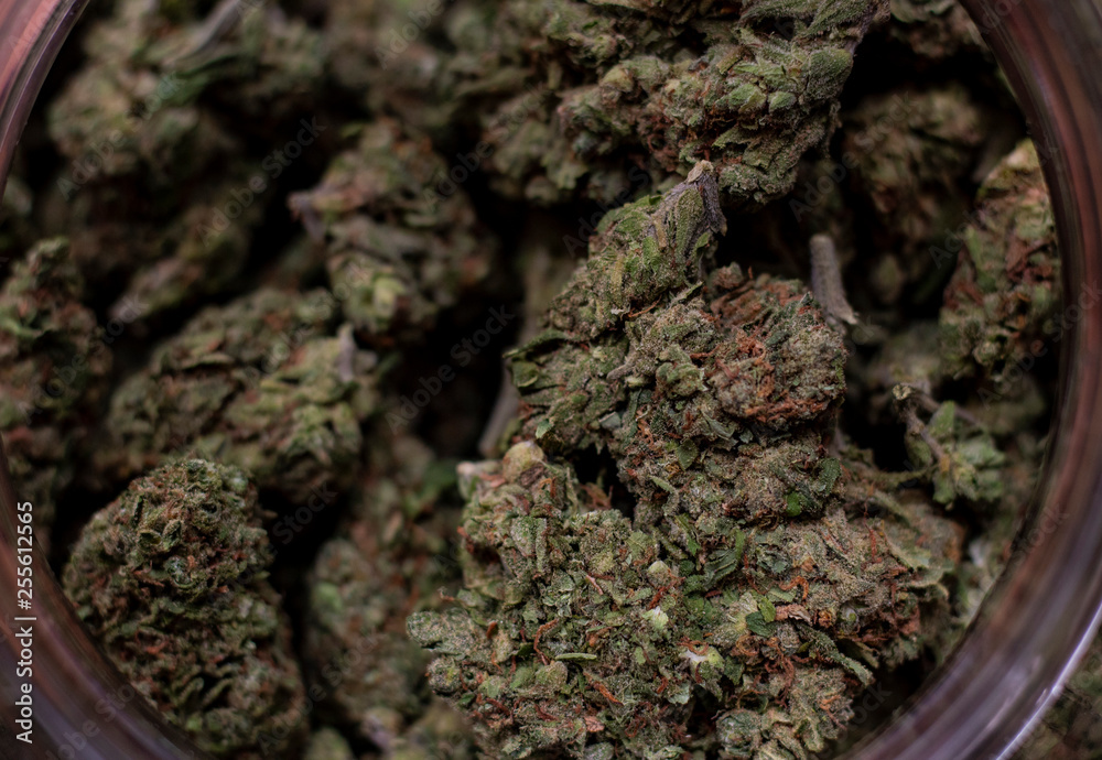 Obraz premium Cannabis