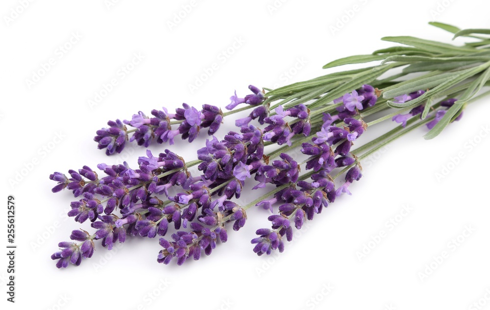 Bouquet of lavender.