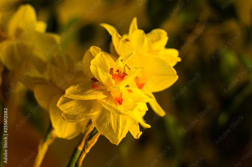 Amazing yellow huge bright daffodils in sunlight Amazing yellow huge bright daffodils in sunlight