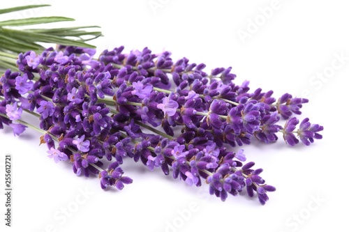 Bouquet of lavender.