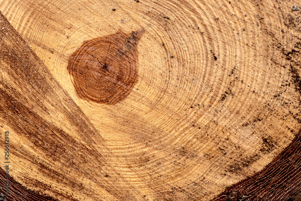 Naklejka premium Trunk cut tree