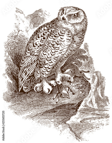 Snowy owl (bubo scandiacus) sitting on a rock and holding a captured dead rabbit or bunny in its claw. Illustration after a historical steel engraving from the early 19th century