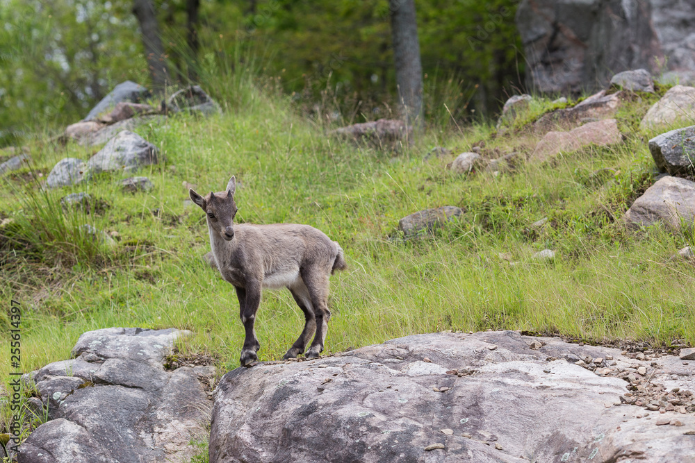 Alpine ibex young perched on rock with rocks and grass in the background Alpine ibex young perched on rock with rocks and grass in the background