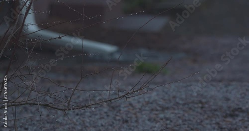 Raindrops on Branches as Rain Pours into a Drainspout in the Background