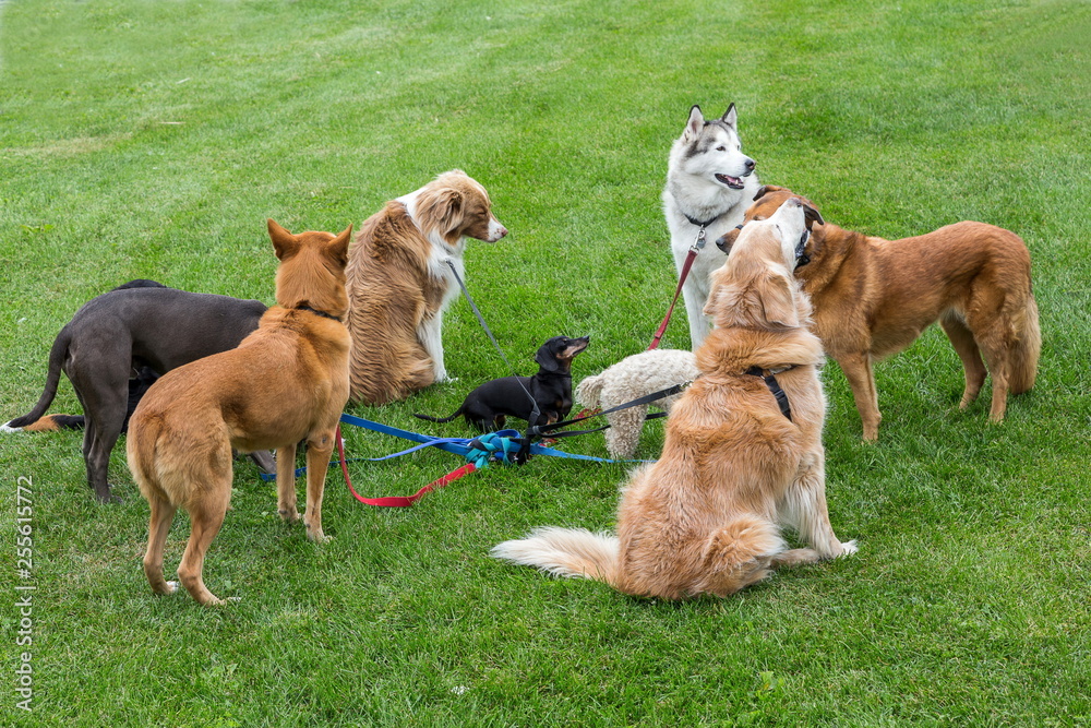 Miniature dachshund in the middle of a group of large dogs tied together by their leashes, waiting for their dog walker Miniature dachshund in the middle of a group of large dogs tied together by their leashes, waiting for their dog walker