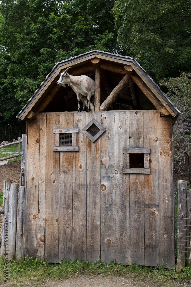 Pale adult goat seen perilously perched in an open gable on top of a tall wood shed Pale adult goat seen perilously perched in an open gable on top of a tall wood shed