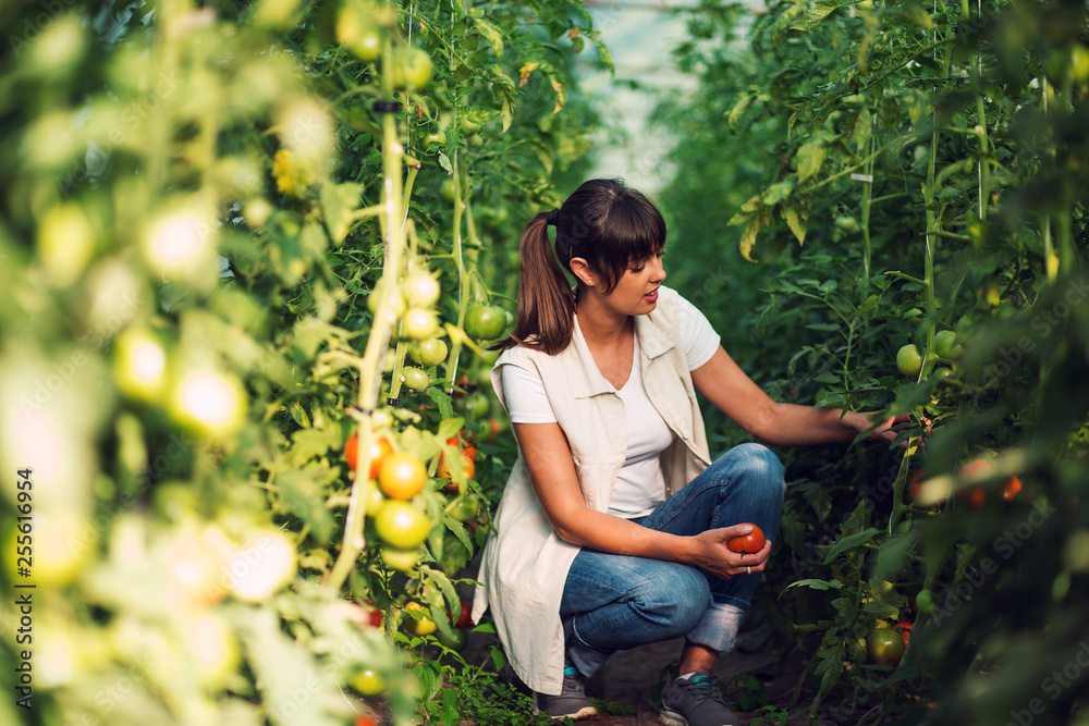 Female farmer enjoying while working in greenhouse Female farmer enjoying while working in greenhouse