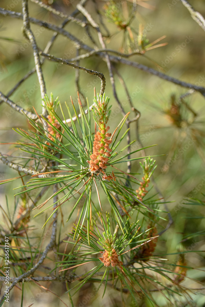 Fichte, Baum, Natur, Grün, Nadel, Macro, Nahaufnahme, Tanne, Wald,, Makro Fichte, Baum, Natur, Grün, Nadel, Macro, Nahaufnahme, Tanne, Wald,, Makro