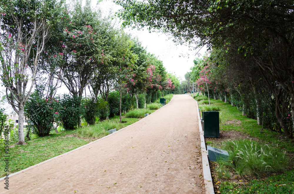 Obraz premium Loma Amarilla an ecosystem with more than 4,000 square meters of pure air. Habitat of 34 species of birds and 25 types of trees, considered one of the last ecological lungs of Lima. Inside