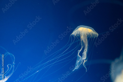 Jellyfish is swimming