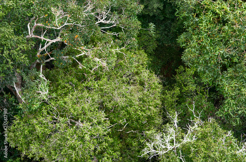 Stunning Aerial View of Amazon Canopy. The Roof of the World's Rainforest, Treetop of Amazing Unique Amazonian Species  © Karol