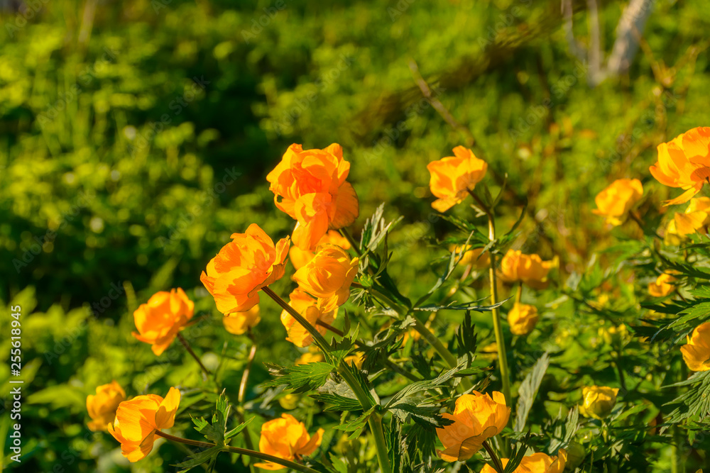 Bright spring flowers of the globe flower in an abandoned garden. Bright spring flowers of the globe flower in an abandoned garden.