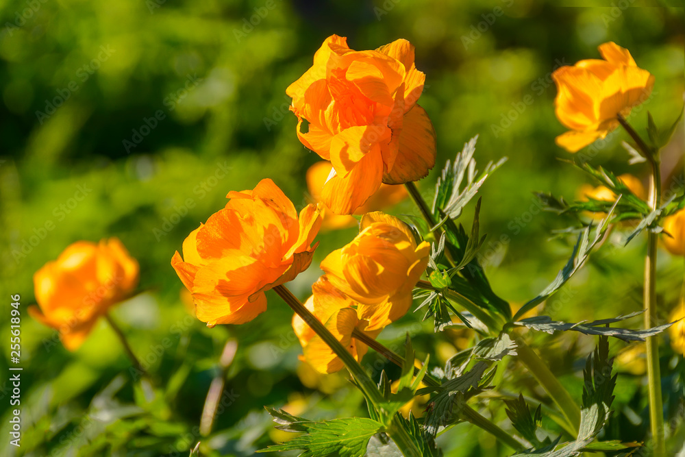 Bright spring flowers of the globe flower in an abandoned garden. Bright spring flowers of the globe flower in an abandoned garden.
