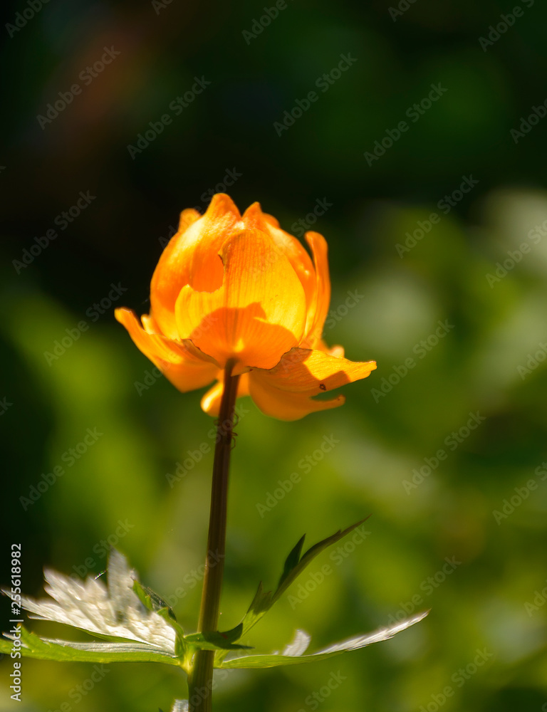 Bright spring flowers of the globe flower in an abandoned garden. Bright spring flowers of the globe flower in an abandoned garden.