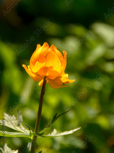 Bright spring flowers of the globe flower in an abandoned garden.