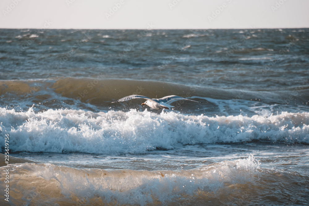 Fototapeta premium Moeve, Möve, Vogel, Meer, Ostsee, Fliegen, Weiß, Tier, Gull, Ozean