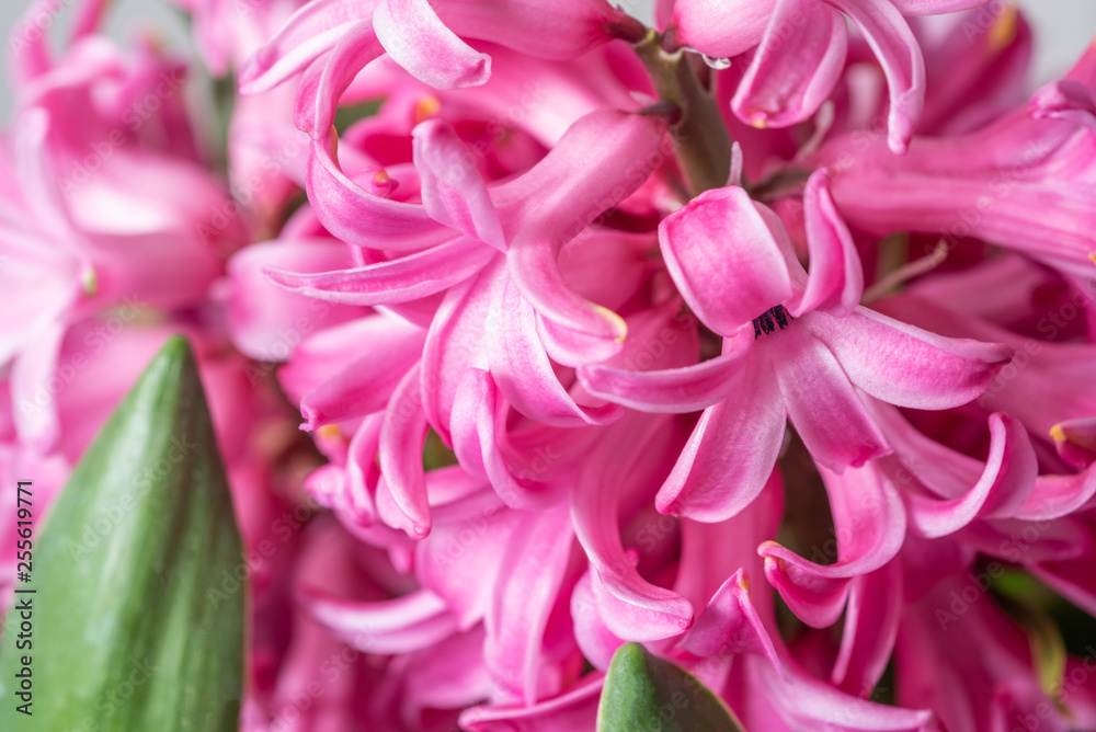 pink hyacinth macro