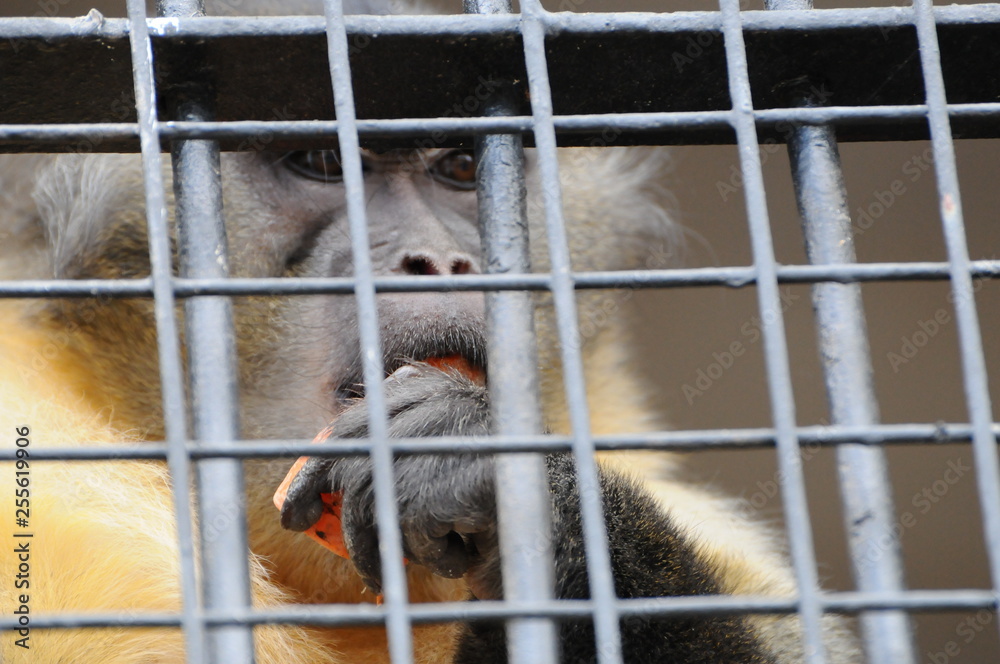 Naklejka premium monkey eating carrot