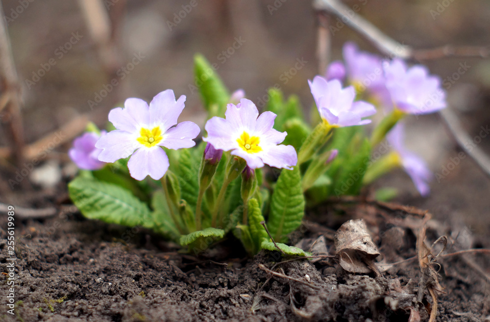 Primula vulgaris - first spring flowers Primula vulgaris - first spring flowers