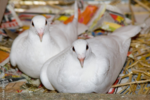 Weißes Taubenpärchen liegt zusammen im Nest photo