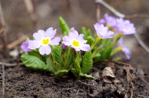 Obraz na płótnie Primula vulgaris - first spring flowers w salonie