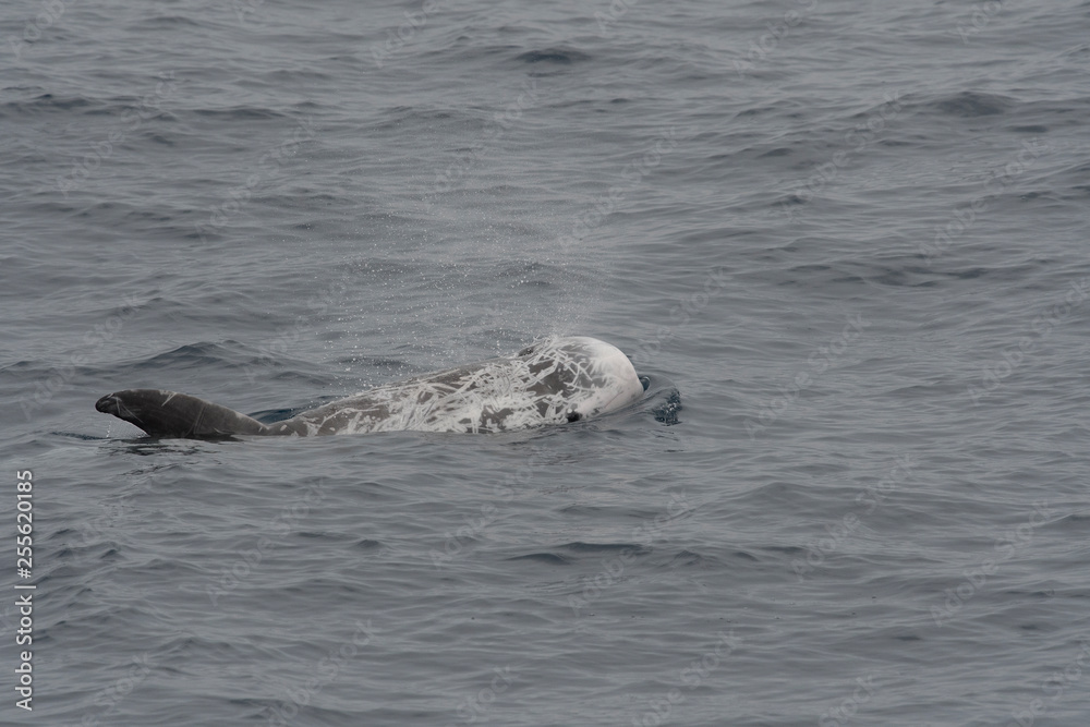 Obraz premium Dauphin de risso