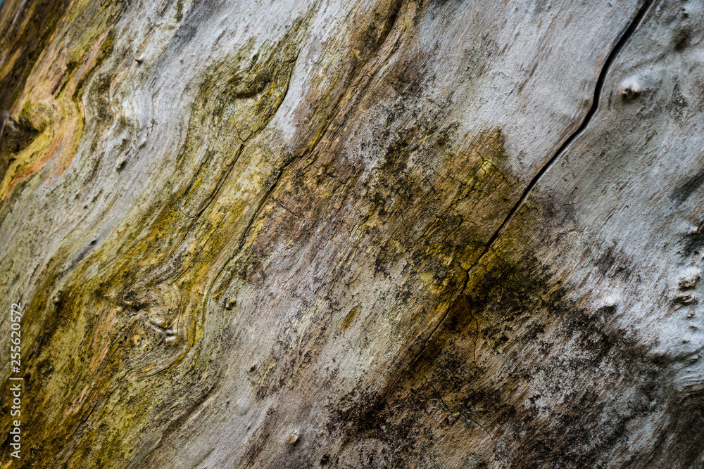 the texture of the tree bark