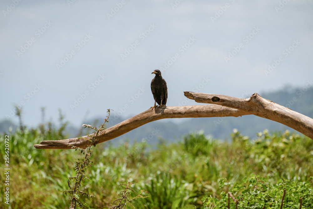 Common Black Hawk (Buteogallus anthracinus) Common Black Hawk (Buteogallus anthracinus)