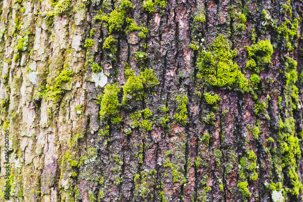 Obraz premium tree bark texture