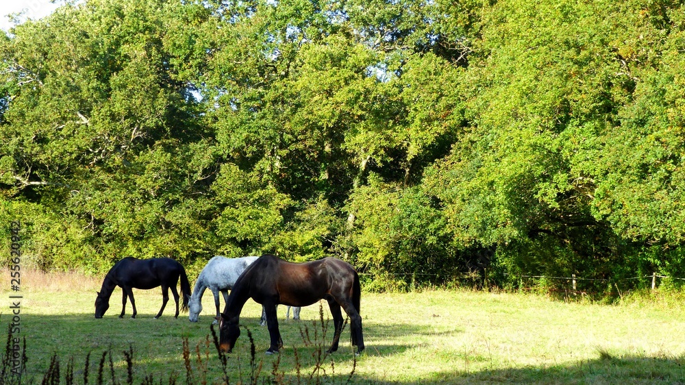 Paysages bois clairière chevaux Paysages bois clairière chevaux