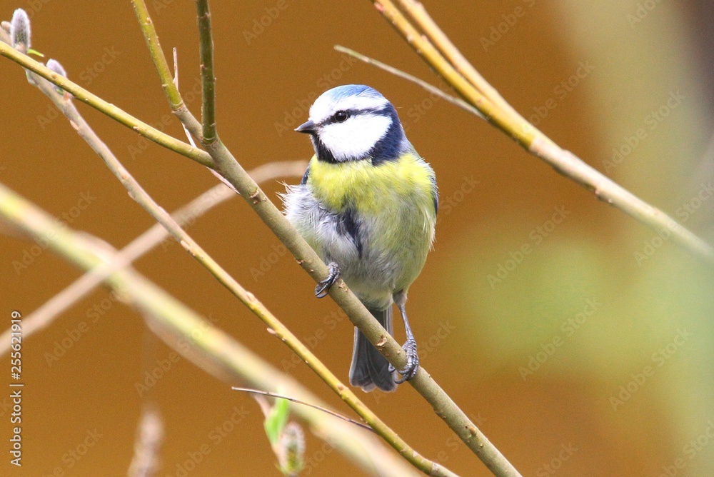 Fototapeta premium blaumeise