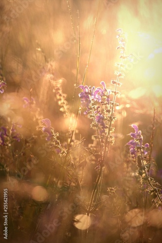 Sommerlicht © Franzi