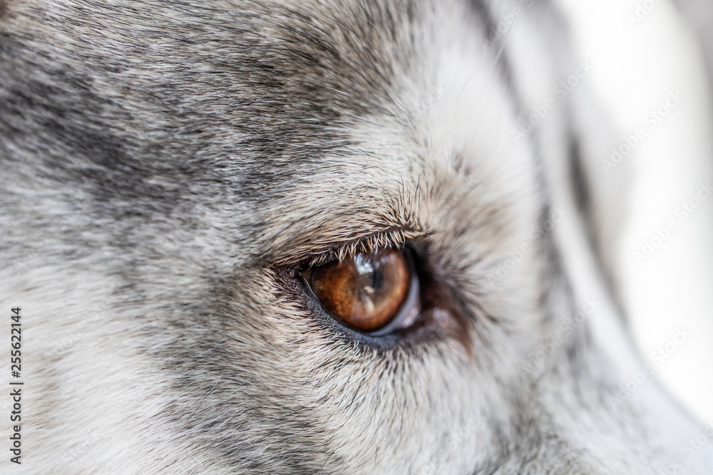 cute Siberian husky with brown eyes close up. pet animals Stock Photo |  Adobe Stock