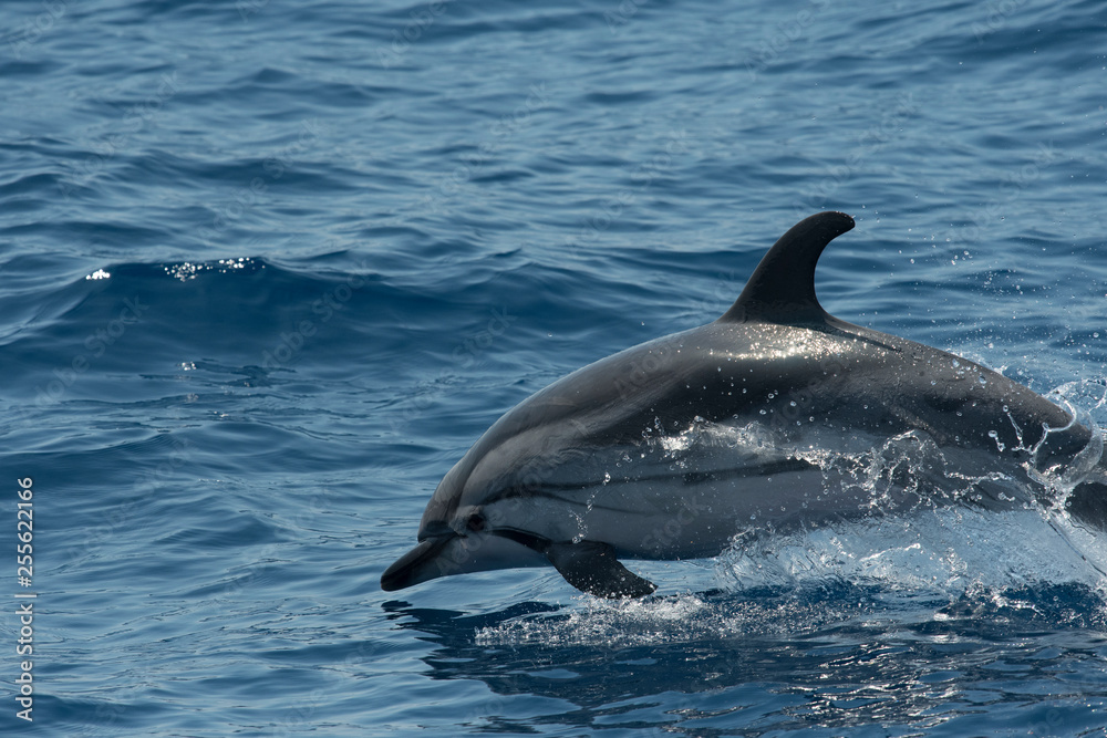 Fototapeta premium Dauphin bleu et blanc